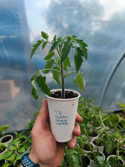 Tomaten plantjes verschillende soorten (0,50/st), Jardin & Terrasse, Plantes | Jardin, Enlèvement ou Envoi