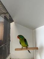 Swiftparkieten, Dieren en Toebehoren, Vogels | Parkieten en Papegaaien, Mannelijk