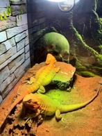 Baardagamen, Autres espèces, Domestique, 0 à 2 ans