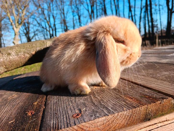 Raszuivere Nederlandse dwerg hangoortjes, Dieren en Toebehoren, Konijnen, Dwerg, Meerdere dieren, 0 tot 2 jaar, Hangoor