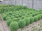 allerlei mooi geschoren buxus ,aan solde prijzen, Moins de 100 cm, Enlèvement, Buis, Arbuste