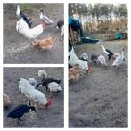 Mooie witte leghoorn haan, Mannelijk