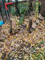 GRATIS schijven stam wilg, Tuin en Terras, Brandhout, Ophalen
