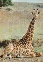 GIRAFFE  aan het rusten, Verzamelen, Postkaarten | Dieren, Verzenden, 1960 tot 1980, Gelopen, Wild dier