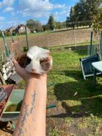 Jonge cavia’s, Dieren en Toebehoren, Knaagdieren, Cavia, Mannelijk, Tam, September