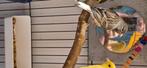 Femelle canaris, Animaux & Accessoires, Oiseaux | Canaris, Femelle, Canari chanteur
