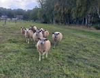 Rammen te koop, Dieren en Toebehoren, Schapen, Geiten en Varkens, Meerdere dieren, Schaap, 0 tot 2 jaar