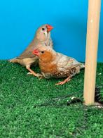 Koppel orb zwb bruin zebravinken, Dieren en Toebehoren, Vogels | Overige Vogels, Meerdere dieren, Tropenvogel