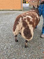 Bonte ram