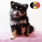 Charmants chiots Spitz à vendre, Commerçant, Loulou, 8 à 15 semaines, Plusieurs