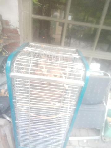 Grootte vogelooi beschikbaar voor biedingen