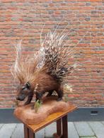 Opgezette stekelvarken taxidermie afrika schedel gewei hert, Wild dier, Opgezet dier, Ophalen of Verzenden