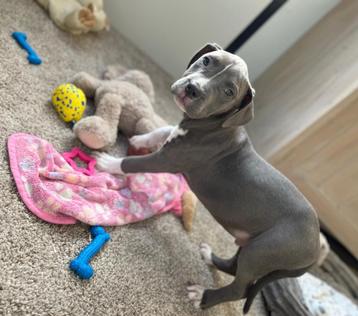 Prachtige blauwe Amerikaanse Stafford pup ( reutje ) beschikbaar voor biedingen