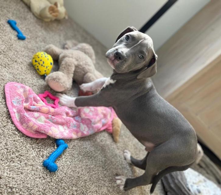 Prachtige blauwe Amerikaanse Stafford pup ( reutje ), Dieren en Toebehoren, Honden | Jack Russells en Terriërs, Meerdere dieren