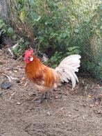 Brakelkrielen hanen, Dieren en Toebehoren