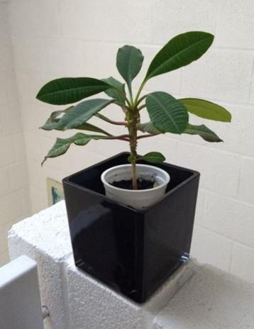 Euphorbia leuconeura - de Madagascar Jewel beschikbaar voor biedingen