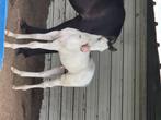 Tovero-hengsteveulen met apha papieren, Dieren en Toebehoren, Paarden, Minder dan 160 cm, 0 tot 2 jaar, Hengst, Westernpaard