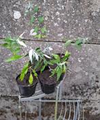 Vlinderstruik planten, Ophalen, Vaste plant, Overige soorten