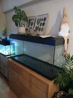 Aquarium, Animaux & Accessoires, Poissons | Aquariums & Accessoires, Enlèvement