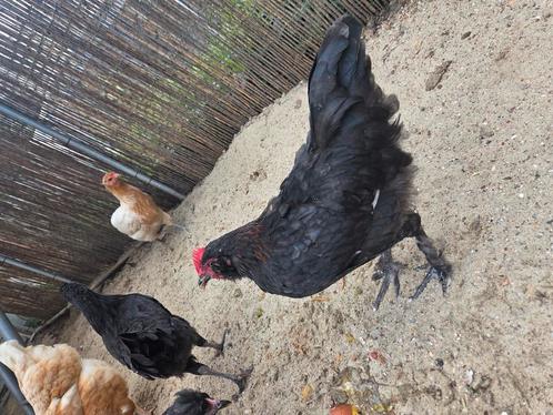 Haantje kleurlegger, Dieren en Toebehoren, Pluimvee