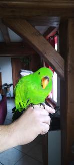 Electus 7 mois, Animaux & Accessoires, Oiseaux | Perruches & Perroquets, Mâle, Perroquet, Domestique