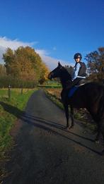 Ruiter ZOEKT halve stal/volpension, Dieren en Toebehoren