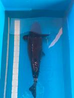 Black chagoi, Animaux & Accessoires, Poissons | Poissons d'étang, Carpe ou Koï