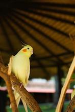 Ik ben opzoek naar een gele valkparkiet, Animaux & Accessoires, Oiseaux | Oiseaux Autre