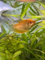 2 Gourami's Golden XL, Dieren en Toebehoren, Vissen | Aquariumvissen, Vis, Zoetwatervis