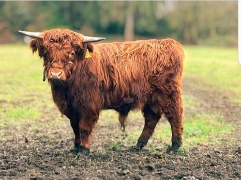 Gezocht: Schotse Hooglanders, Dieren en Toebehoren, Dierenvoeding, Ophalen of Verzenden