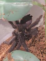 Tapinachenius plumipes vrouwtje 2,5-3 cm lichamlengte, Dieren en Toebehoren