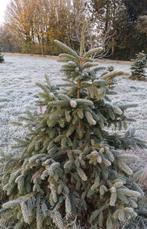 Kerstbomen, Tuin en Terras, Ophalen