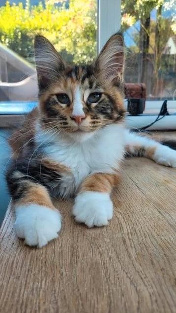 Maine Coon kitten beschikbaar voor biedingen