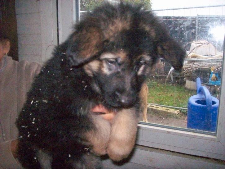 duitse herder pups, Dieren en Toebehoren, Honden | Herdershonden en Veedrijvers, Meerdere dieren, Herder, Fokker | Hobbymatig