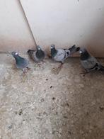 POSTDUIVEN, Meerdere dieren, Postduif