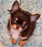 Chihuahua reutje, Dieren en Toebehoren, CDV (hondenziekte), België, Fokker | Hobbymatig, Reu