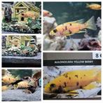 Aulonocara yellow berry cichliden malawi hobbykweek, Dieren en Toebehoren, Vissen | Aquariumvissen, Vis, Zoetwatervis