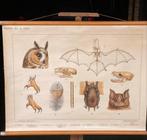 Schoolplaat op linnen Bij de Ruïne, Antiquités & Art, Antiquités | Cartes scolaires, Enlèvement ou Envoi