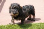 Chiots teckels nains à poils dur, Poils durs, Plusieurs, Belgique, Plusieurs animaux
