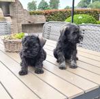 schnauzer pups dwerg schnauzer, Dieren en Toebehoren, Honden | Poolhonden, Keeshonden en Oertypen, België, 8 tot 15 weken, CDV (hondenziekte)