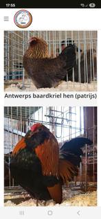 Gezocht haantje Antwerpse baardkriel patrijs, Dieren en Toebehoren