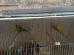 Grasparkieten, Dieren en Toebehoren, Parkiet