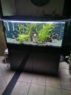 Aquarium Eheim incpiria 430L Complet, Dieren en Toebehoren, Ophalen, Gebruikt, Leeg aquarium