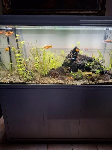 aquarium te koop, Dieren en Toebehoren, Vissen | Aquaria en Toebehoren, Gebruikt, Gevuld zoetwateraquarium, Ophalen