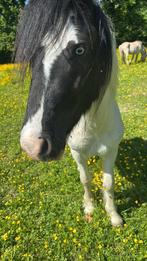 Prachtige tinker, Dieren en Toebehoren, Pony's, Hengst