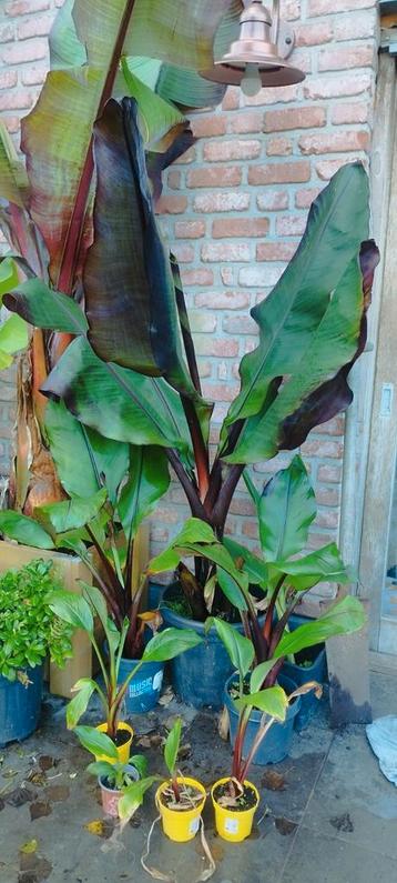 Ensete Montbeliardii bananenboom  disponible aux enchères