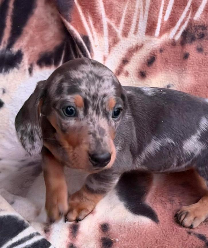 teckel pups,dwerg,merle,reu, Dieren en Toebehoren, Honden | Teckels en Dashonden, Reu, Korthaar, Dwerg, Fokker | Professioneel