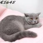 Lief blauw British Shorthair-poesje te koop, Dieren en Toebehoren, Poes, Gechipt, 0 tot 2 jaar