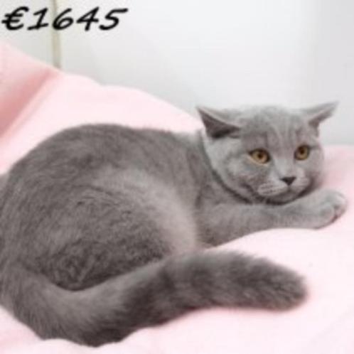 Lief blauw British Shorthair-poesje te koop, Dieren en Toebehoren, Katten en Kittens | Raskatten | Korthaar, Poes, 0 tot 2 jaar