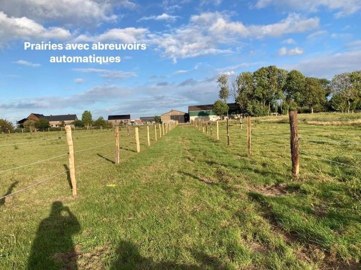 Boxes à louer, Dieren en Toebehoren, Stalling en Weidegang, Opfok, Stalling, Weidegang, 4 paarden of pony's of meer